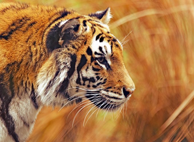 Wallpaper Bengal Tiger, 5k, 4k wallpaper, Grass, yellow, hunting, Animals 3784519707